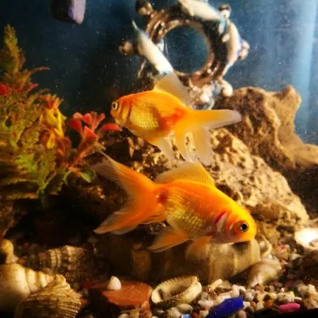 בית נופש Nature Neno